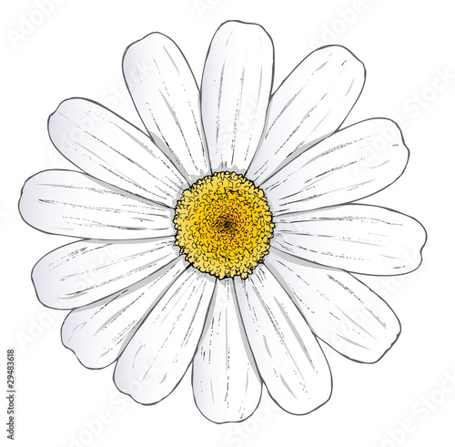 daisy