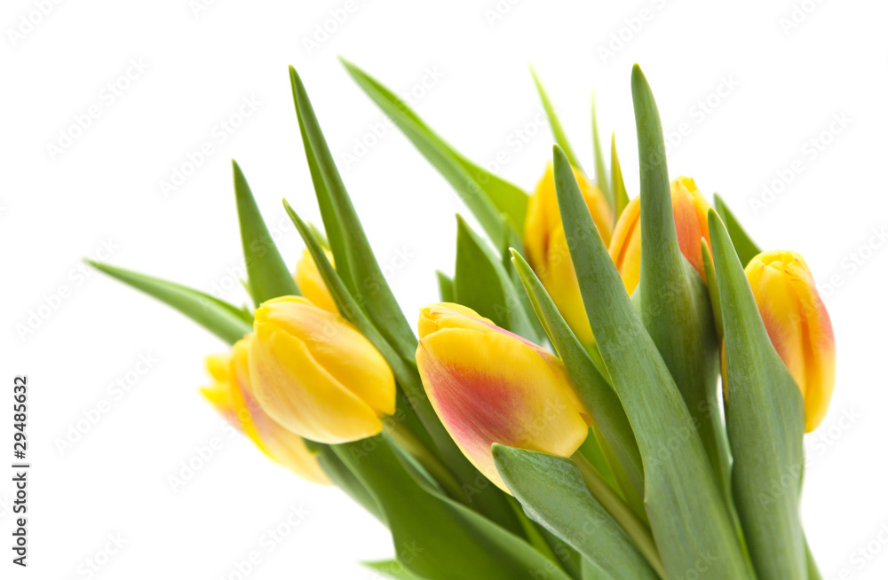 yellow and red variegated tulips flowers; isolated yellow and red variegated tulips flowers; isolated