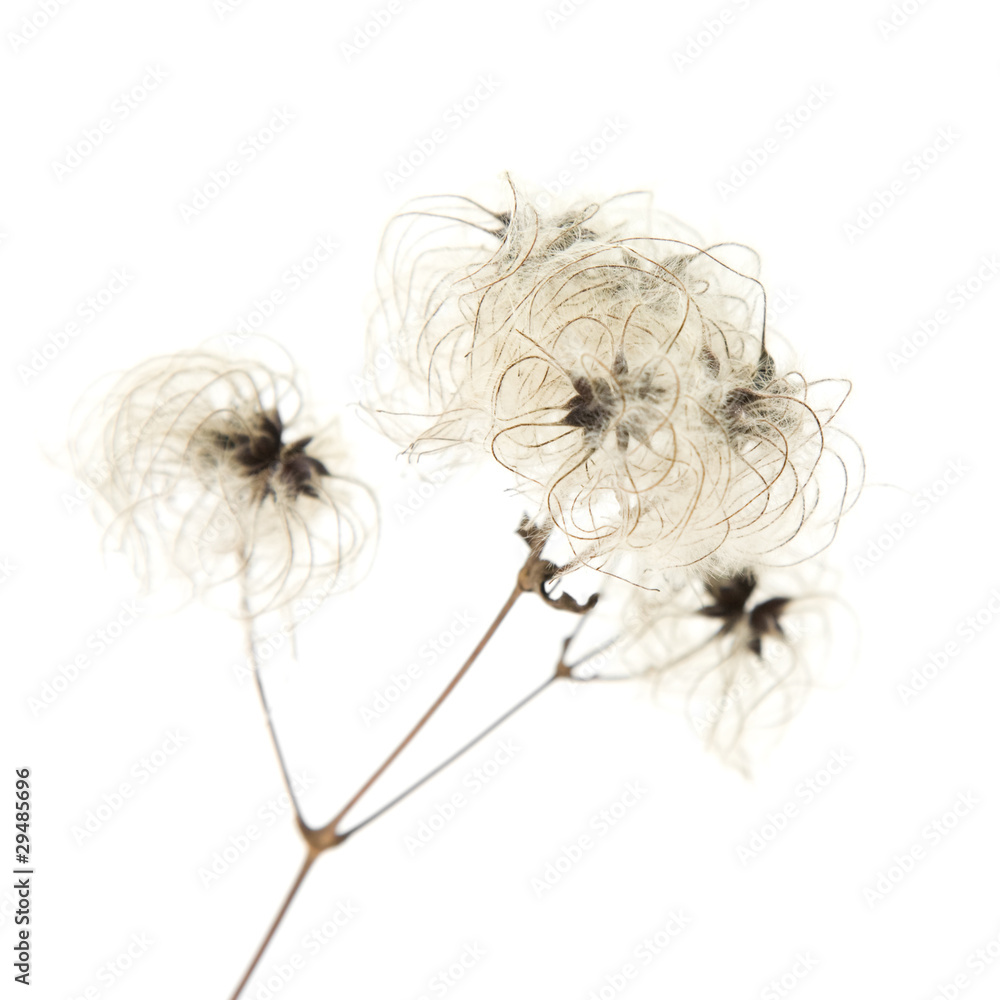 dry seedhead of Clematis vitalba (wild clematis) dry seedhead of Clematis vitalba (wild clematis)
