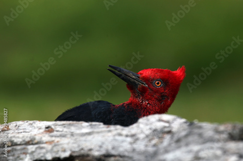 Magellanic Woodpecker photo