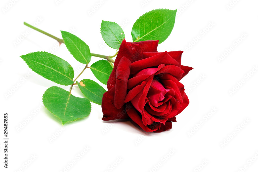 Naklejka premium Red rose isolated on white background