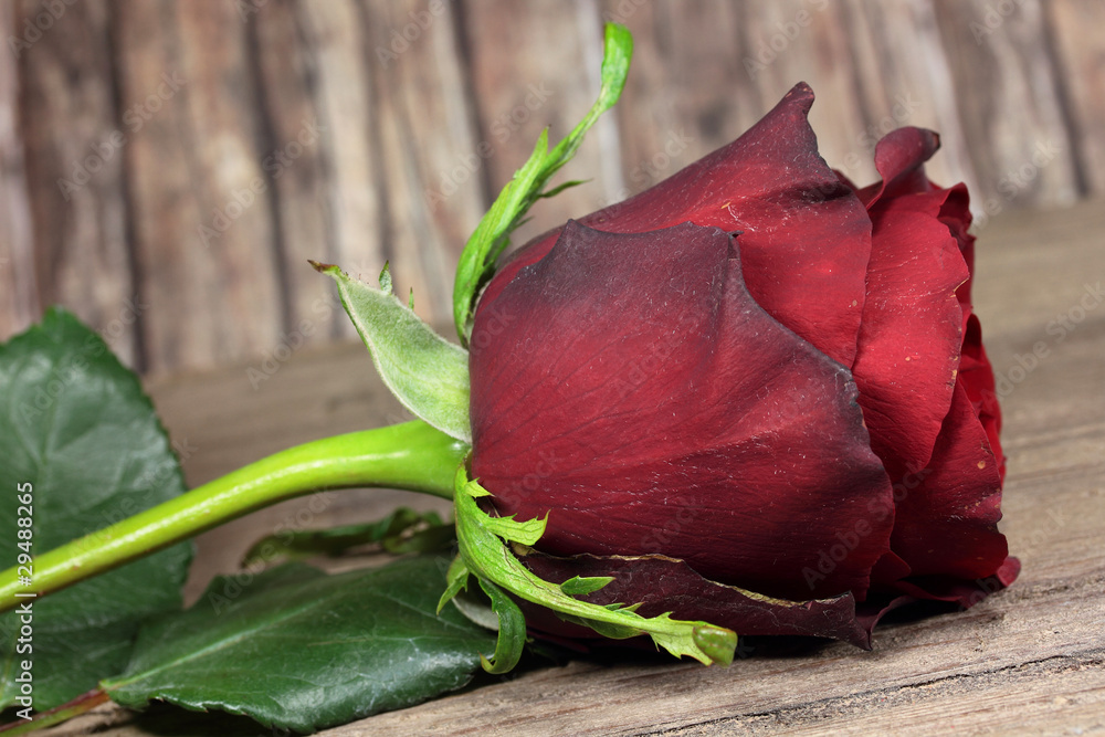 Fototapeta premium rote Rose