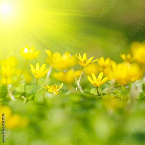 Soft-focus close-up of yellow flowers © sborisov