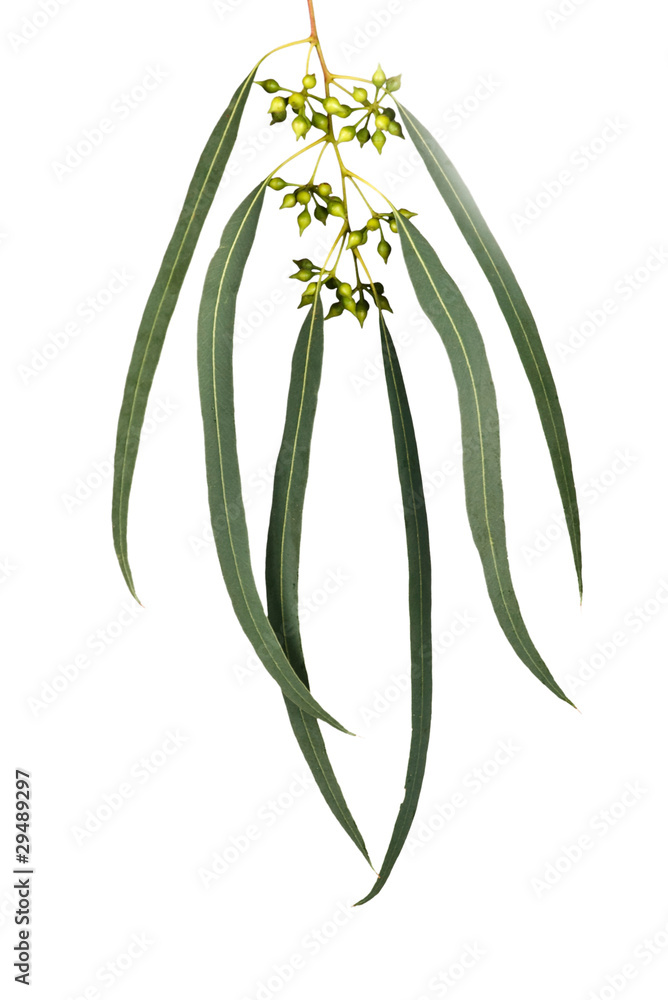 Fototapeta premium eucalyptus branch