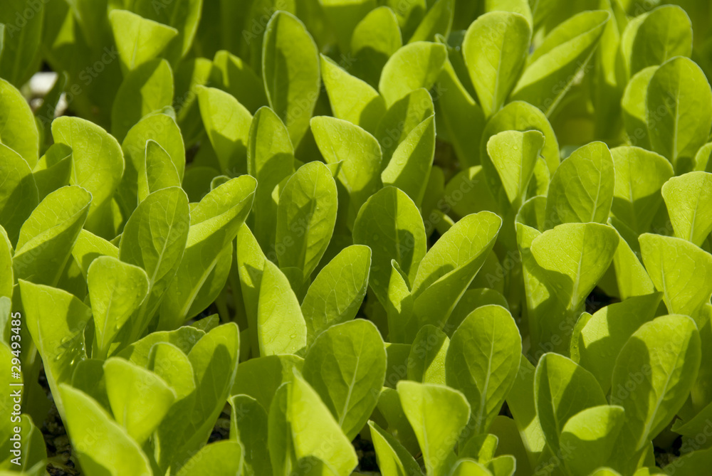 Obraz premium baby lettuce
