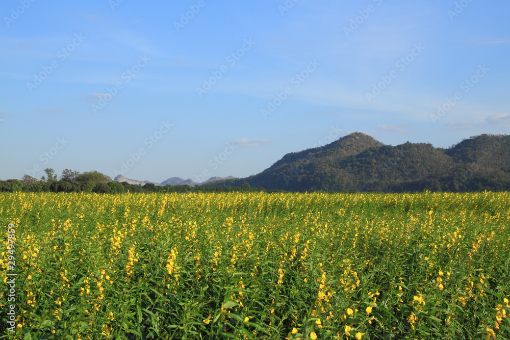 Country farm area to mountain.