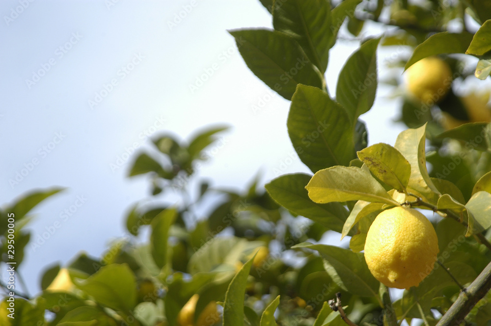 Limones en el limonero 76