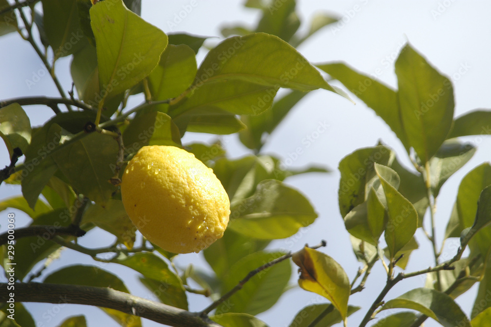 Limones en el limonero 79