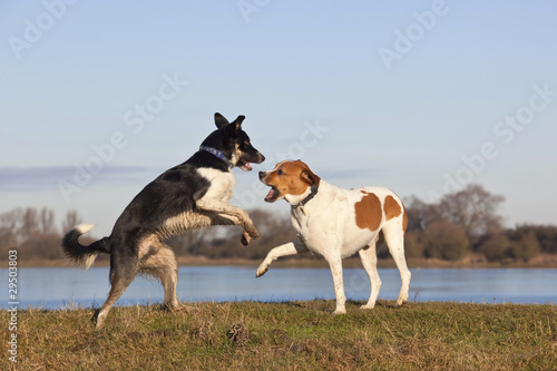 Canvas Print two dogs playing