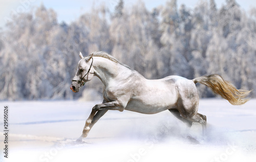 horse in winter