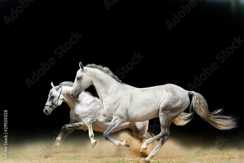 white stallions isolated #29505028