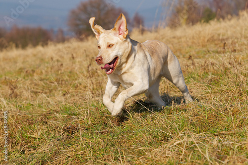 Glücklich laufender Hund