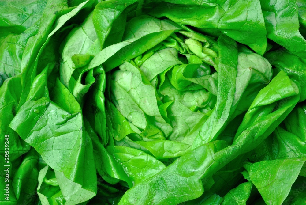 Pianta di insalata Pianta di insalata