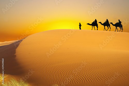 Travel with camel