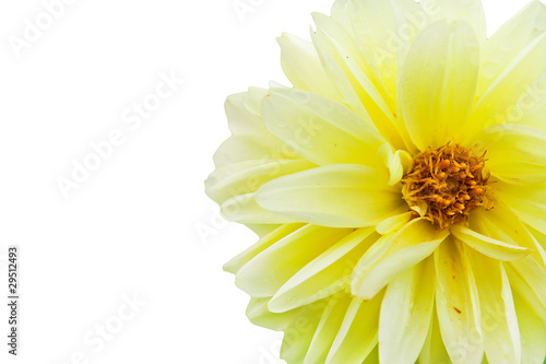 yellow Dahlia