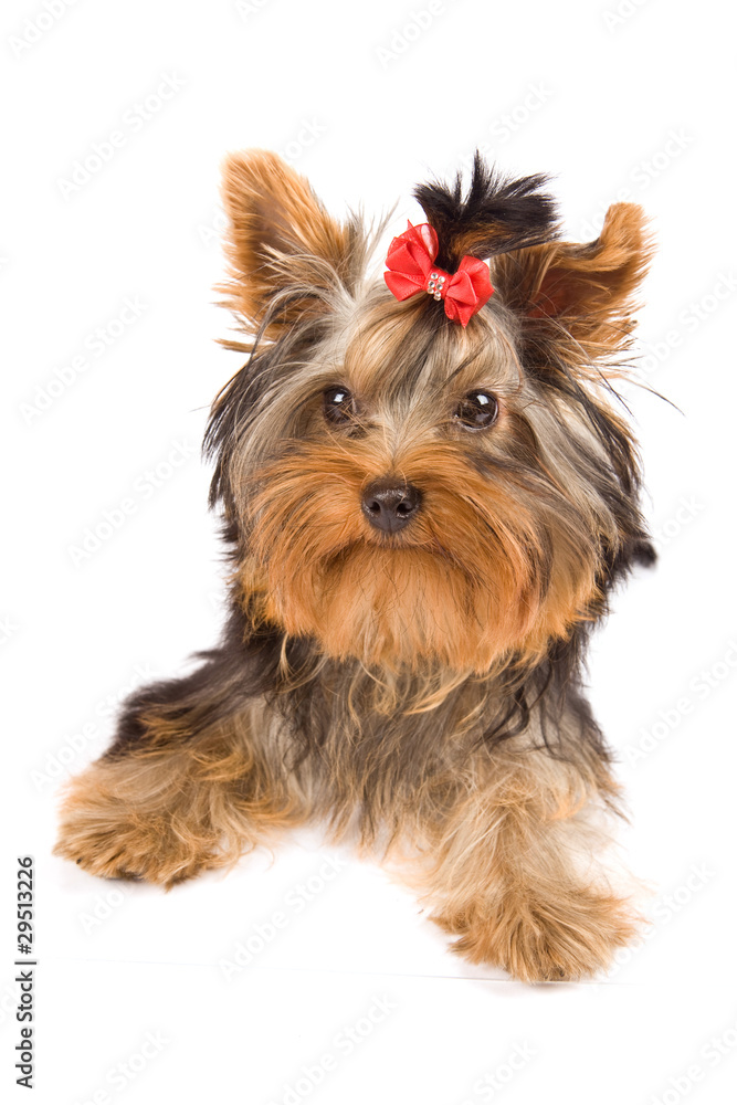 Yorkshire Terrier - Dog Yorkshire Terrier - Dog