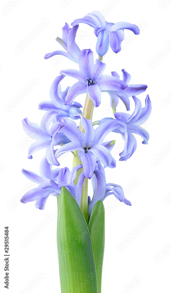Isolated flower. Blue hyacinth blossom isolated on white background
