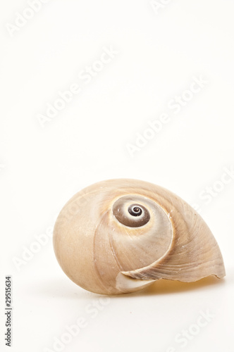 Sea shell