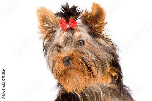 Yorkshire Terrier - Dog