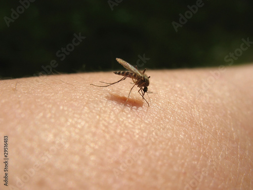 Bloodsucking mosquitoes (Culicidae) on a victim