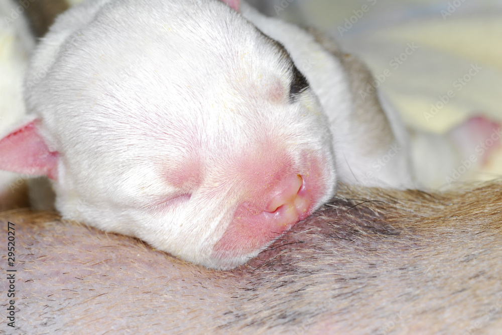 Fototapeta premium puppy nursing