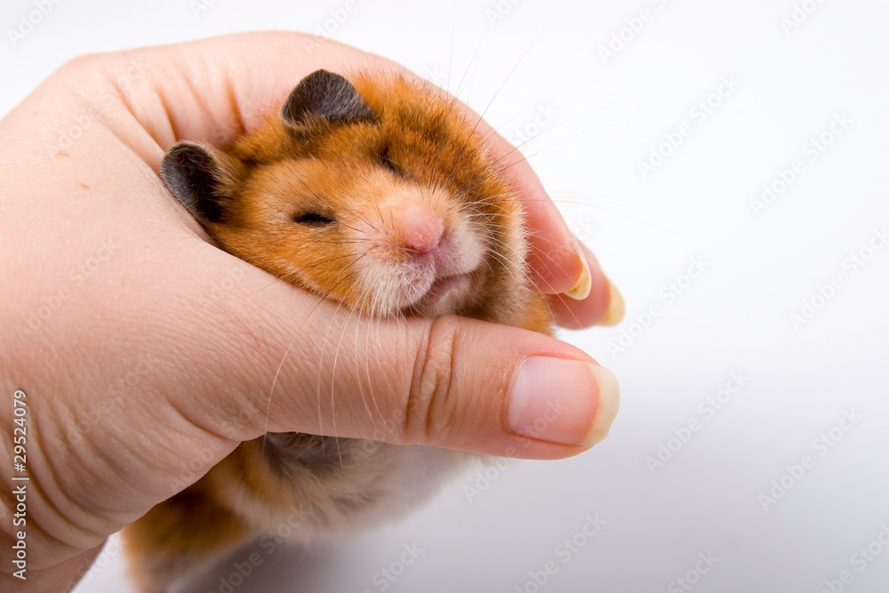 Hamster in hand Hamster in hand