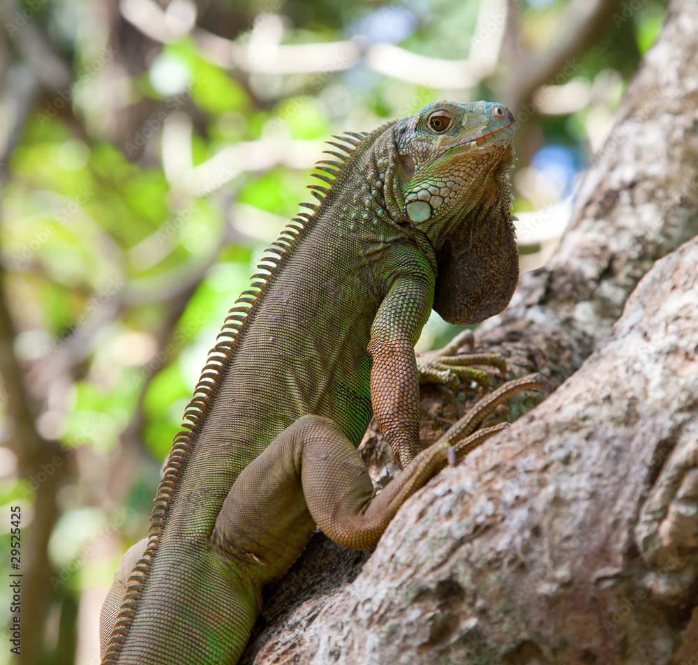 Obraz premium Young green iguana