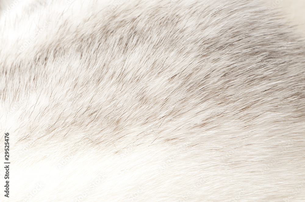 Fototapeta premium luxurious mink fur texture close-up