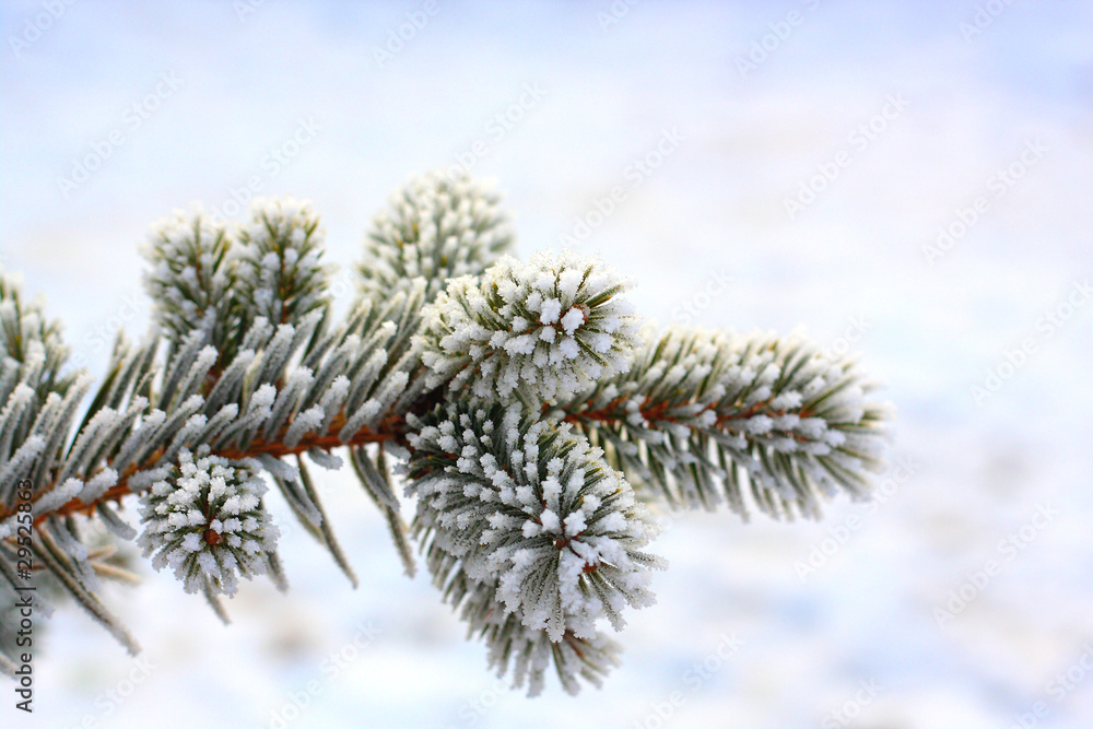 Pine frost