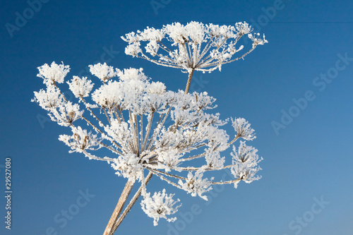 Frozen flower