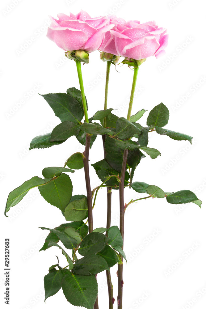 Fototapeta premium three roses