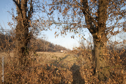 paesaggio tra castagni photo