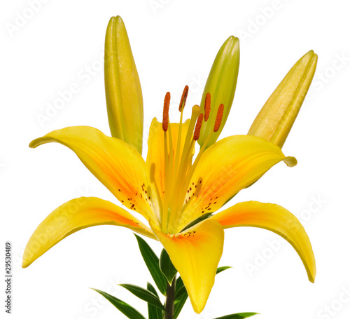 Yellow Lily (Lilium) Flower