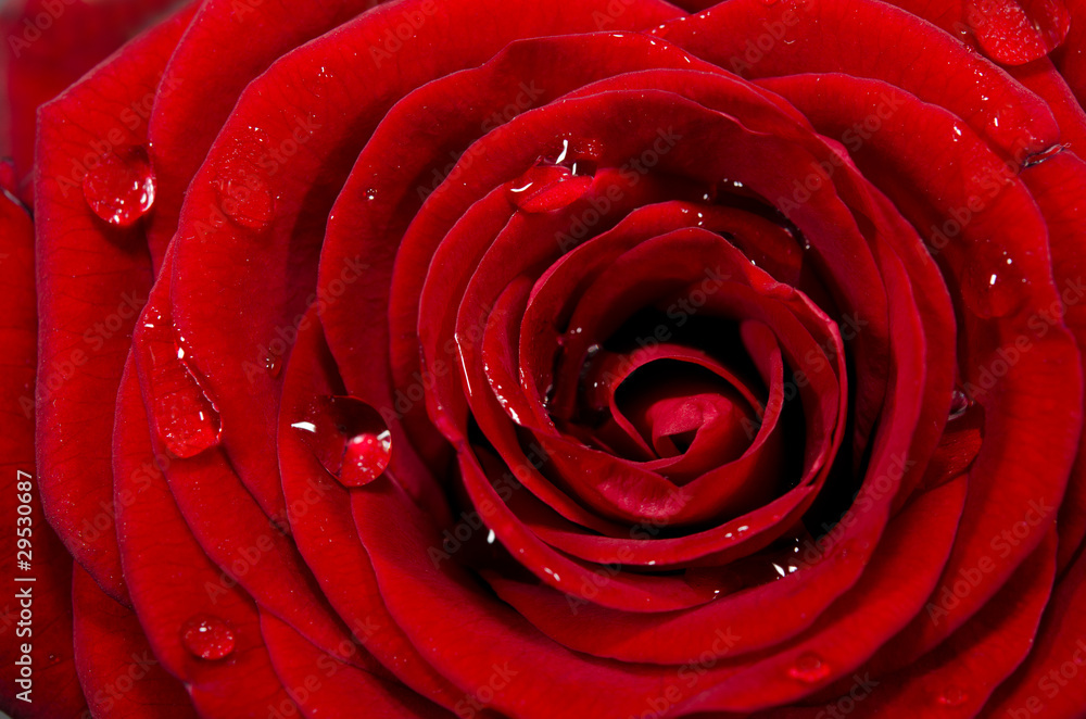 Naklejka premium Rosenblüte mit Wassertropfen