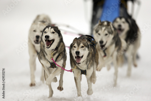 Schlittenhunderennen © Mario Kuhnke