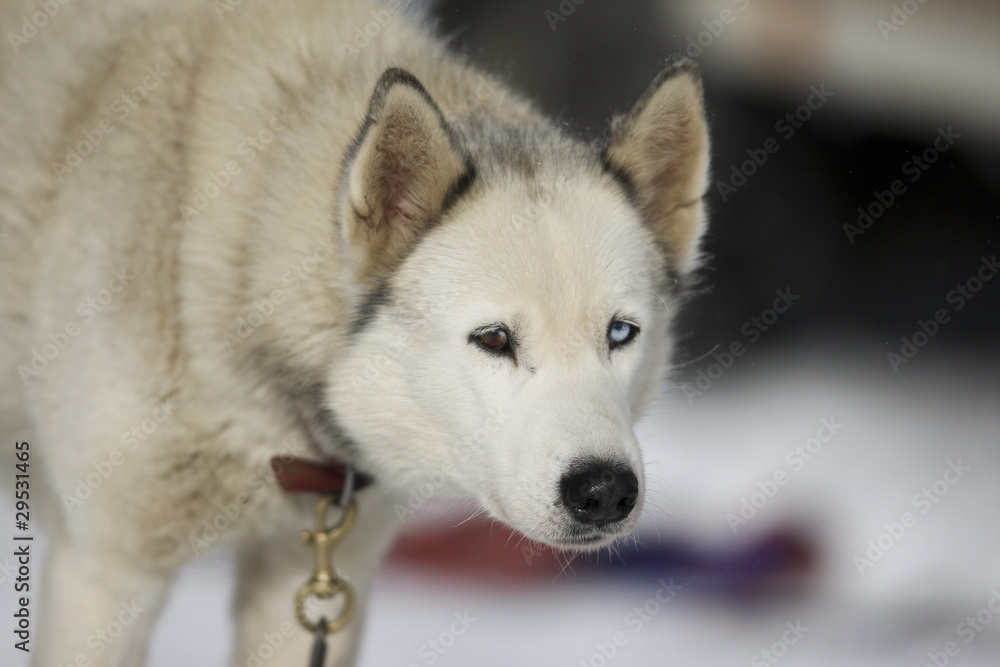 Schlittenhunderennen