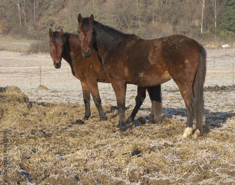 Fototapeta premium Mutter-Kindbeziehung