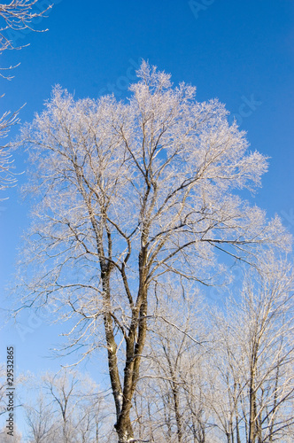 winter snow branches of tree on a blue sky background
