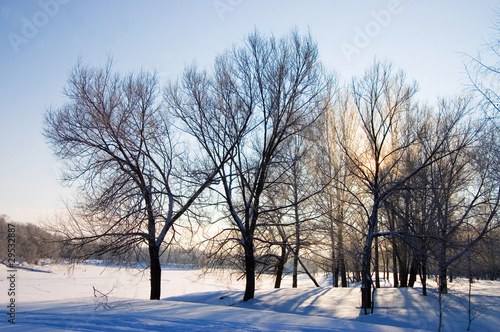 winter snow branches of tree on a blue sky background © Vladimir Voronin