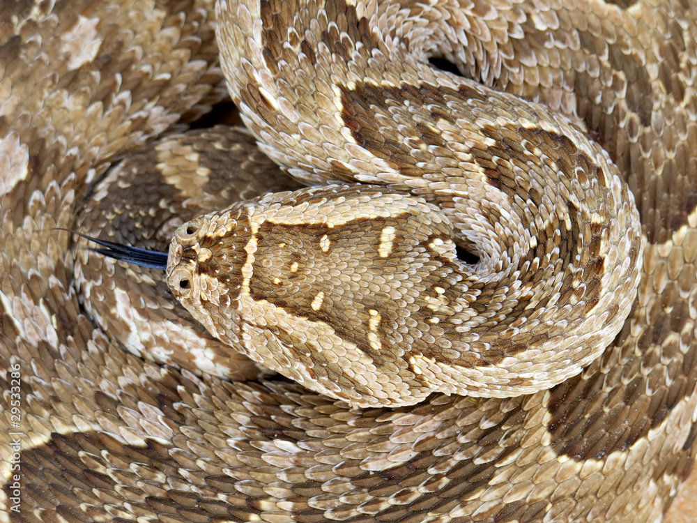 Obraz premium Puff adder snake