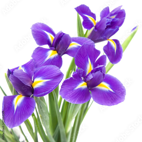 Fototapeta Naklejka Na Ścianę i Meble -  beautiful dark purple iris flower isolated on white background