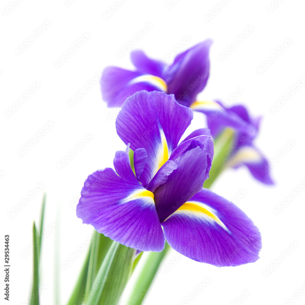 beautiful dark purple iris flower isolated on white background ...