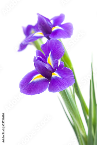 beautiful dark purple iris flower isolated on white background