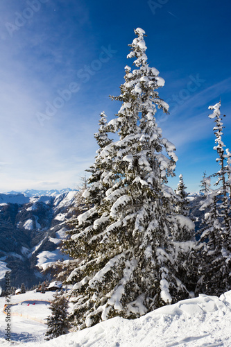snow-covered fir at mountain