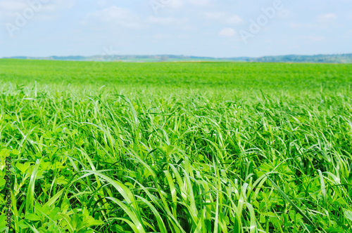 Field of green wheat.