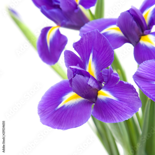 Fototapeta Naklejka Na Ścianę i Meble -  beautiful dark purple iris flower isolated on white background;