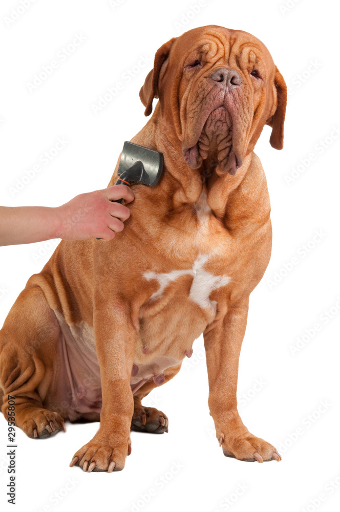 Glad Big Dog Being Groomed isolated on white background Glad Big Dog Being Groomed isolated on white background