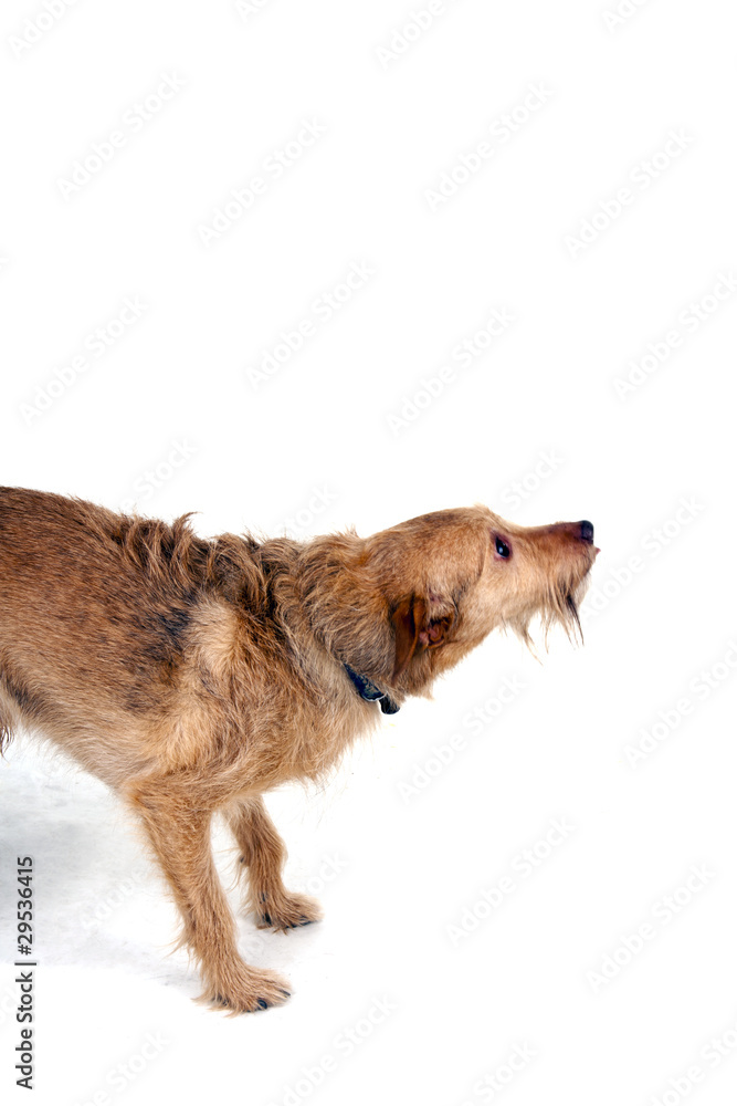 Peppi- ausgesetzter Hund Stock Photo | Adobe Stock