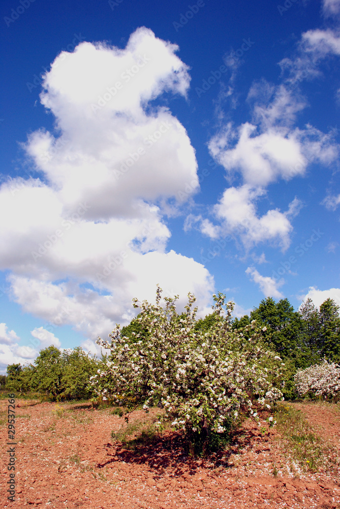 Obraz premium white garden