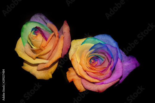Two roses photo